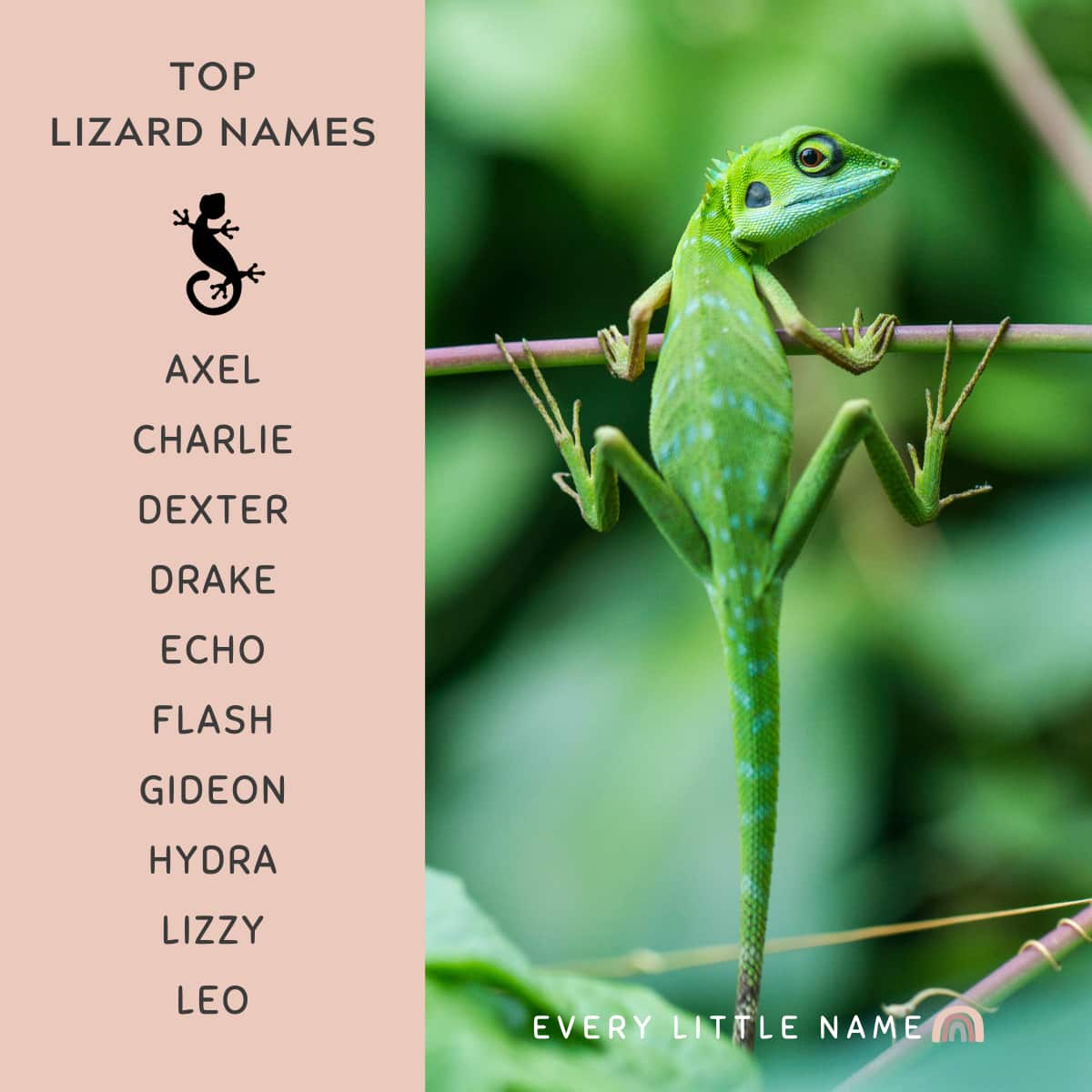 300+ Best Lizard Names (Cute, Funny, and Cool) - Every Little Name