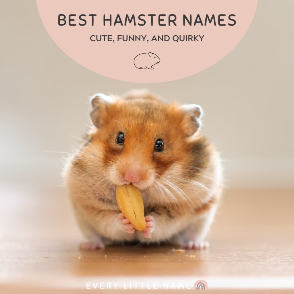 Hamster eating nut.
