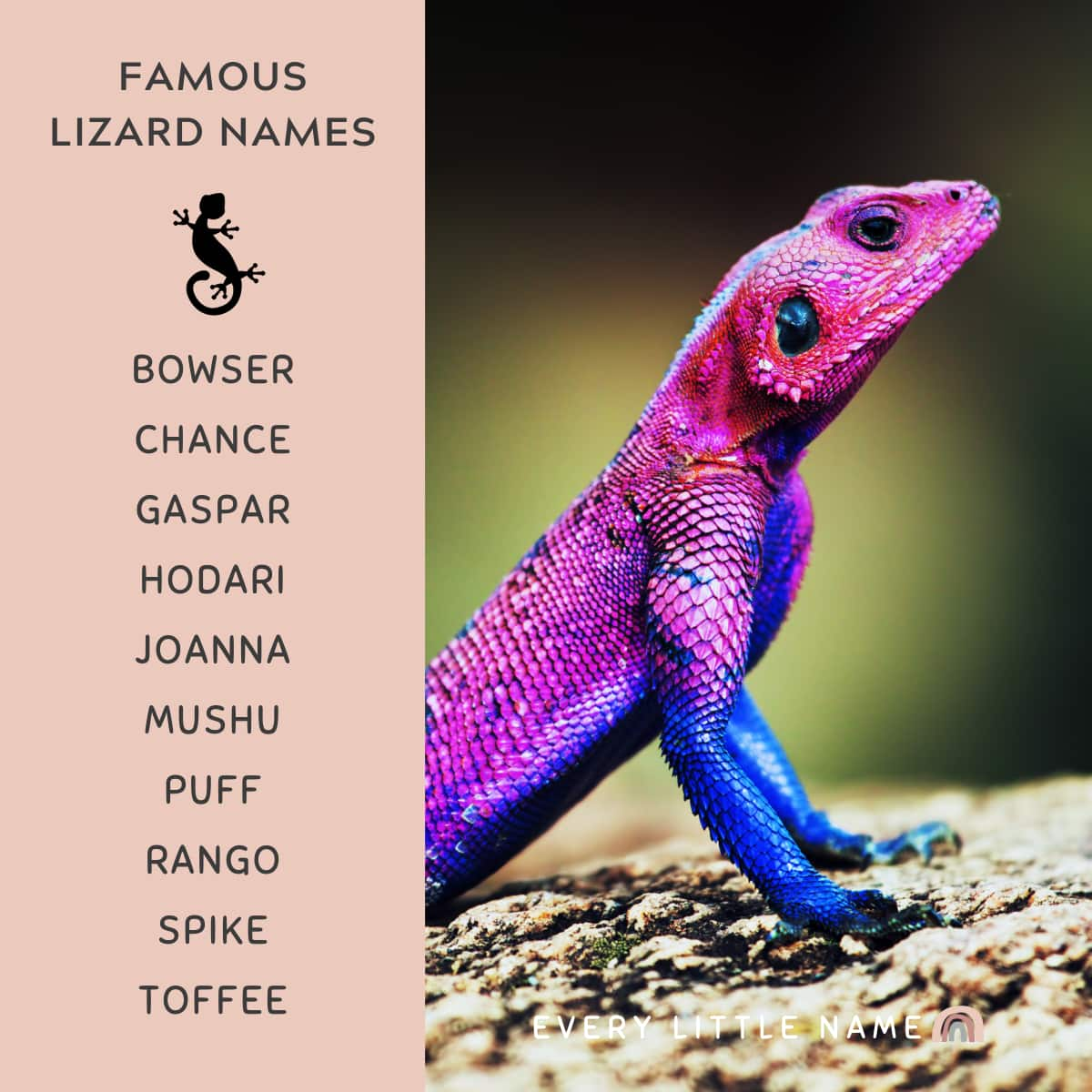 reptiles pictures with names