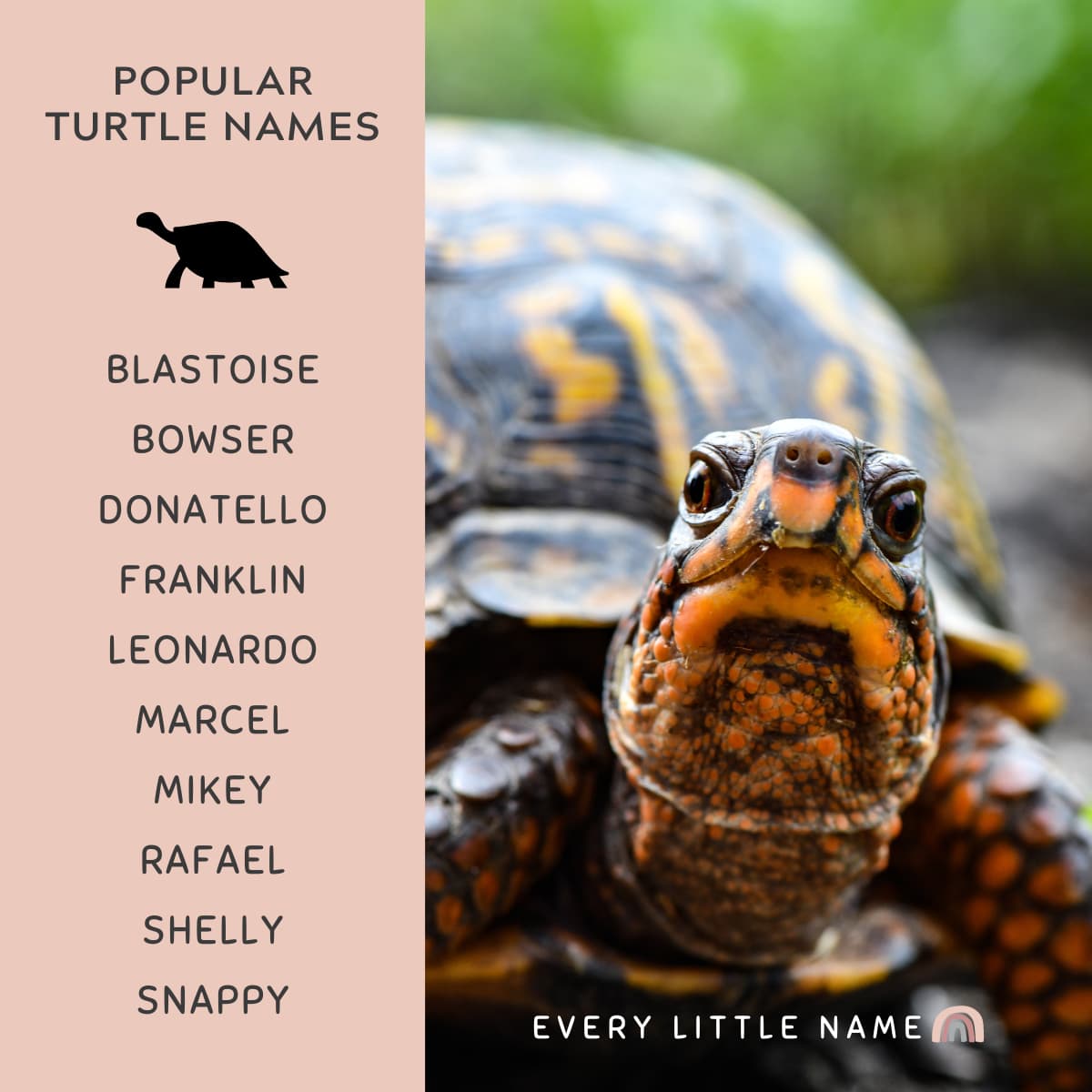 Turtle Names Meaning