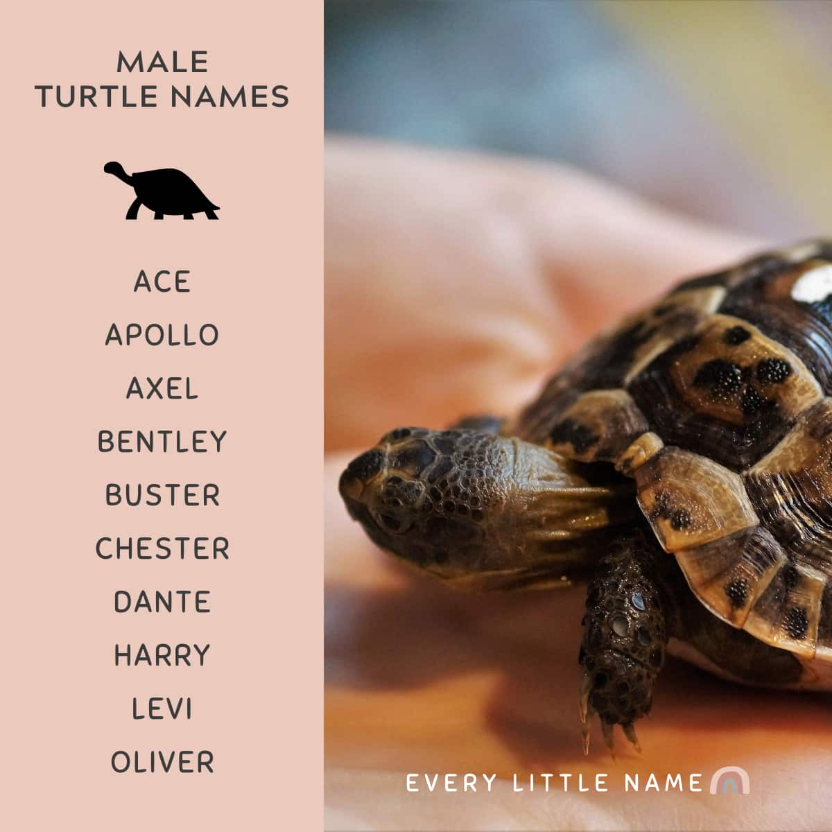 turtle names meaning