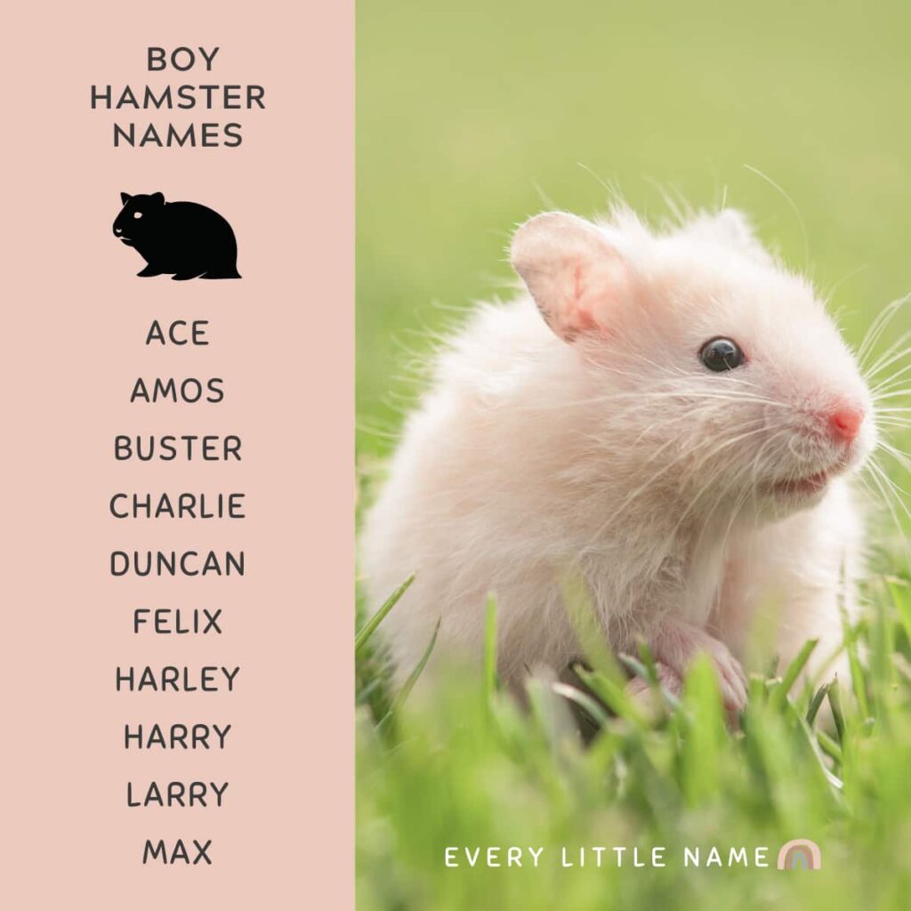 hamster name generator