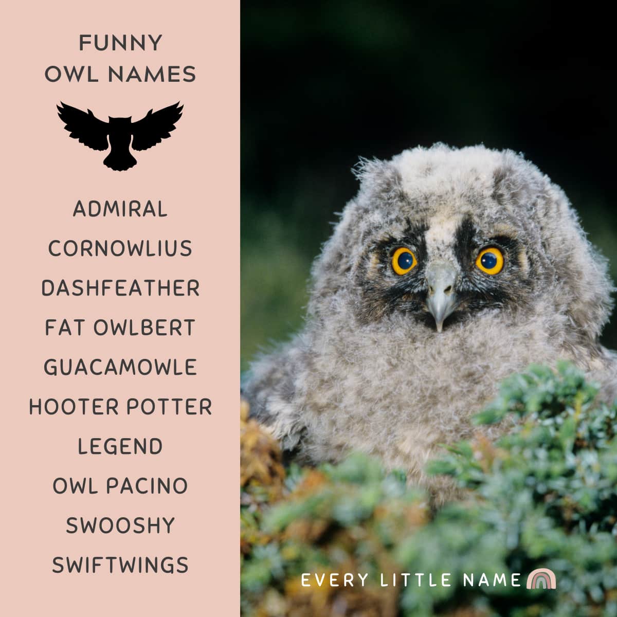 Baby owl in moss.