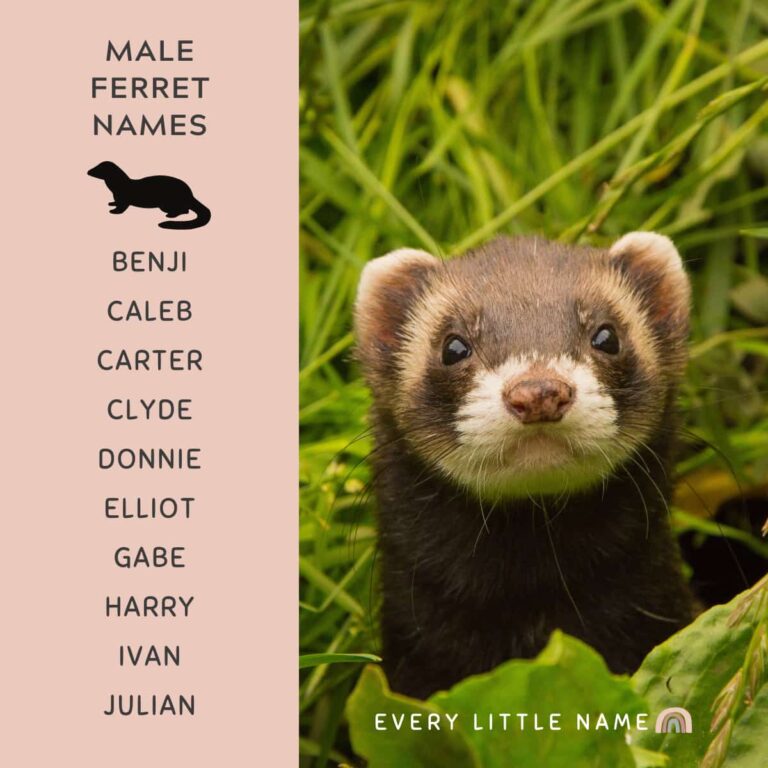 280 Best Ferret Names (cute, Cool, And Unique) - Every Little Name