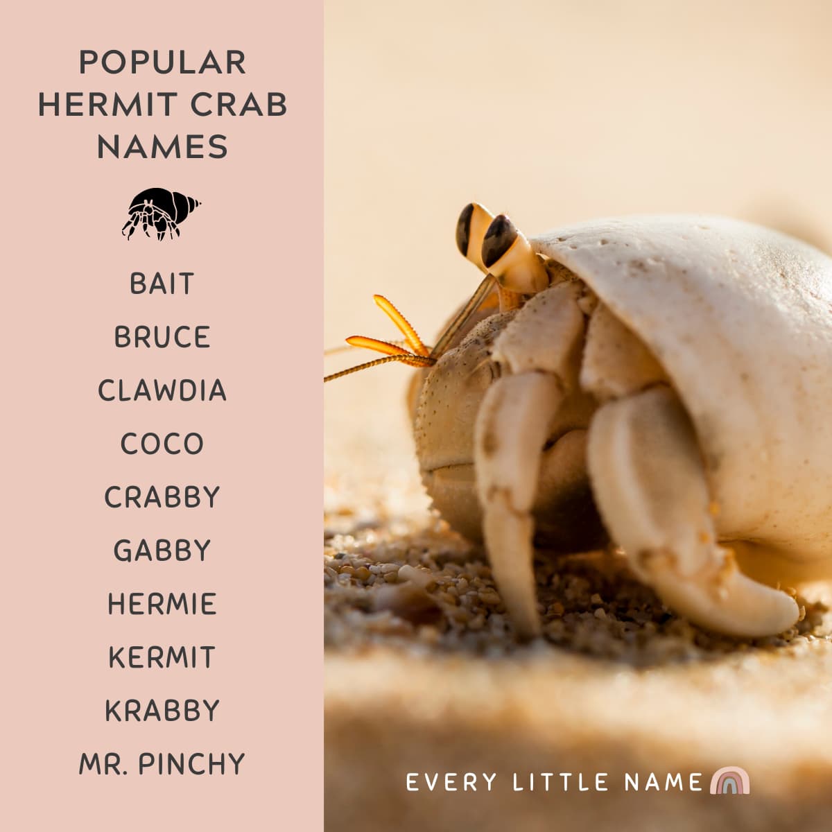 150+ Best Hermit Crab Names (Cute, Funny, and Cool Ideas) Every