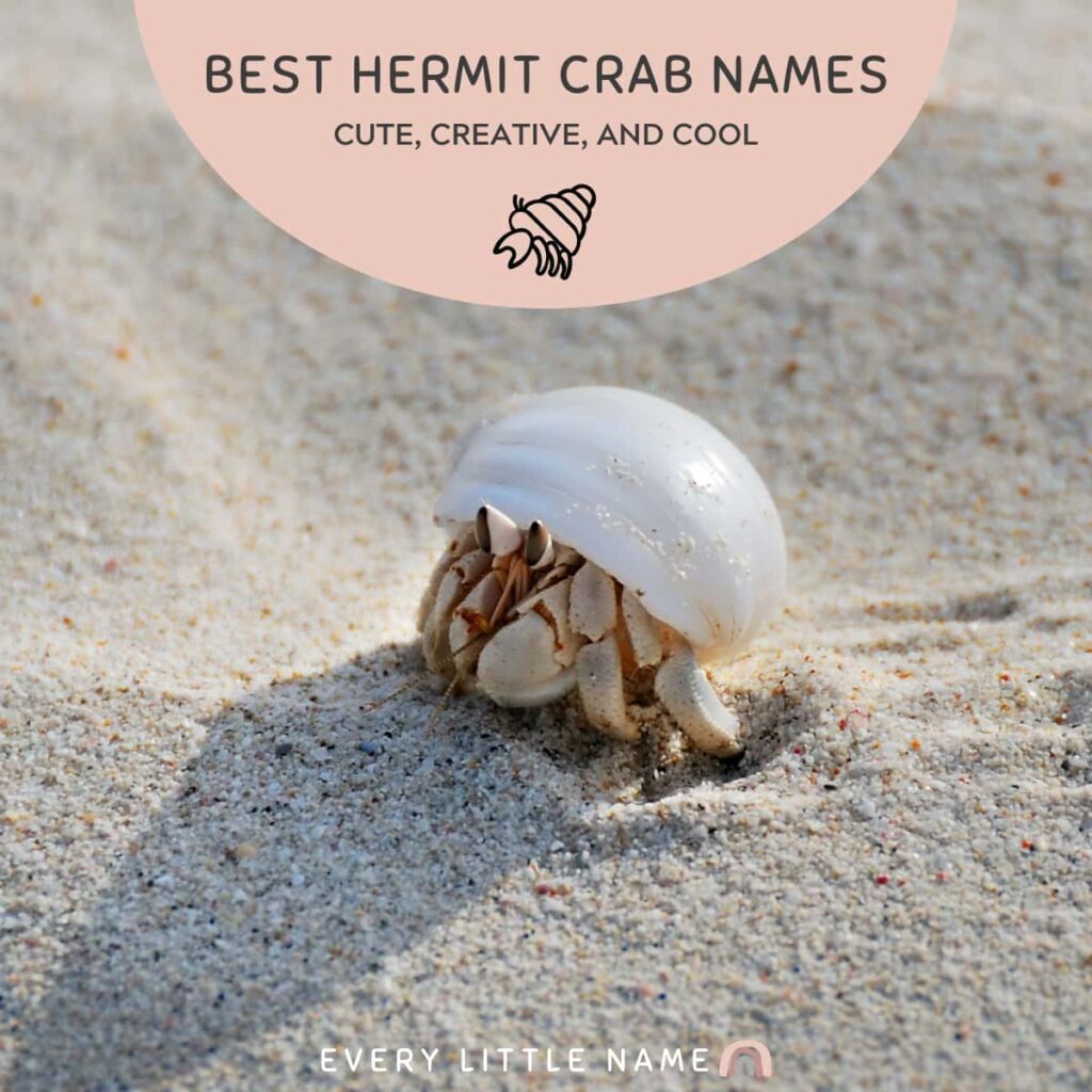 Hermit crab on beach.