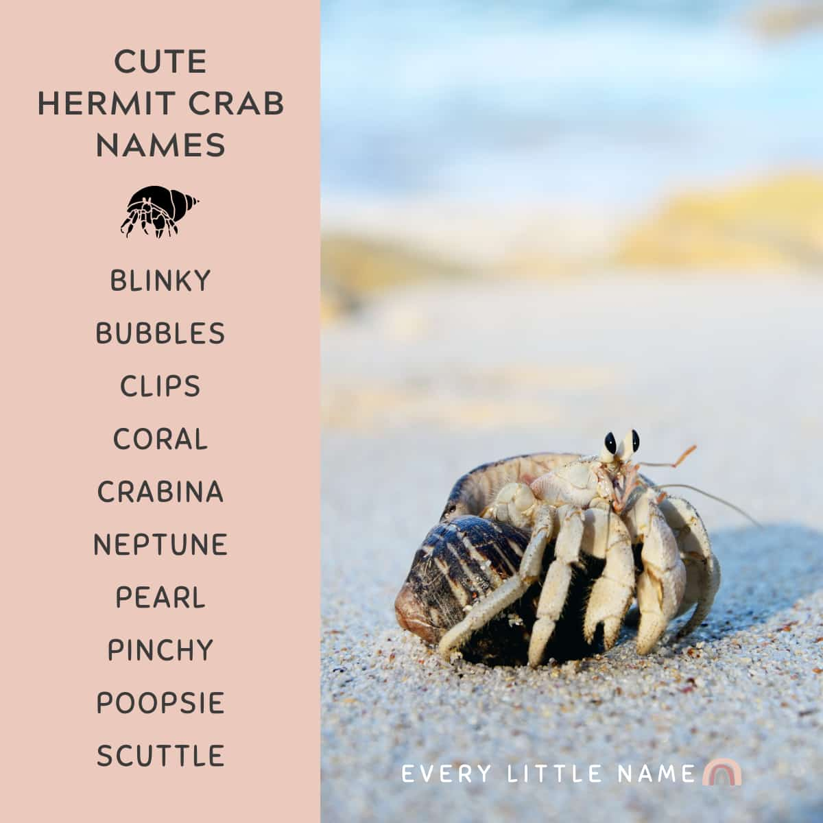 150+ Best Hermit Crab Names (Cute, Funny, and Cool Ideas) Every Little Name