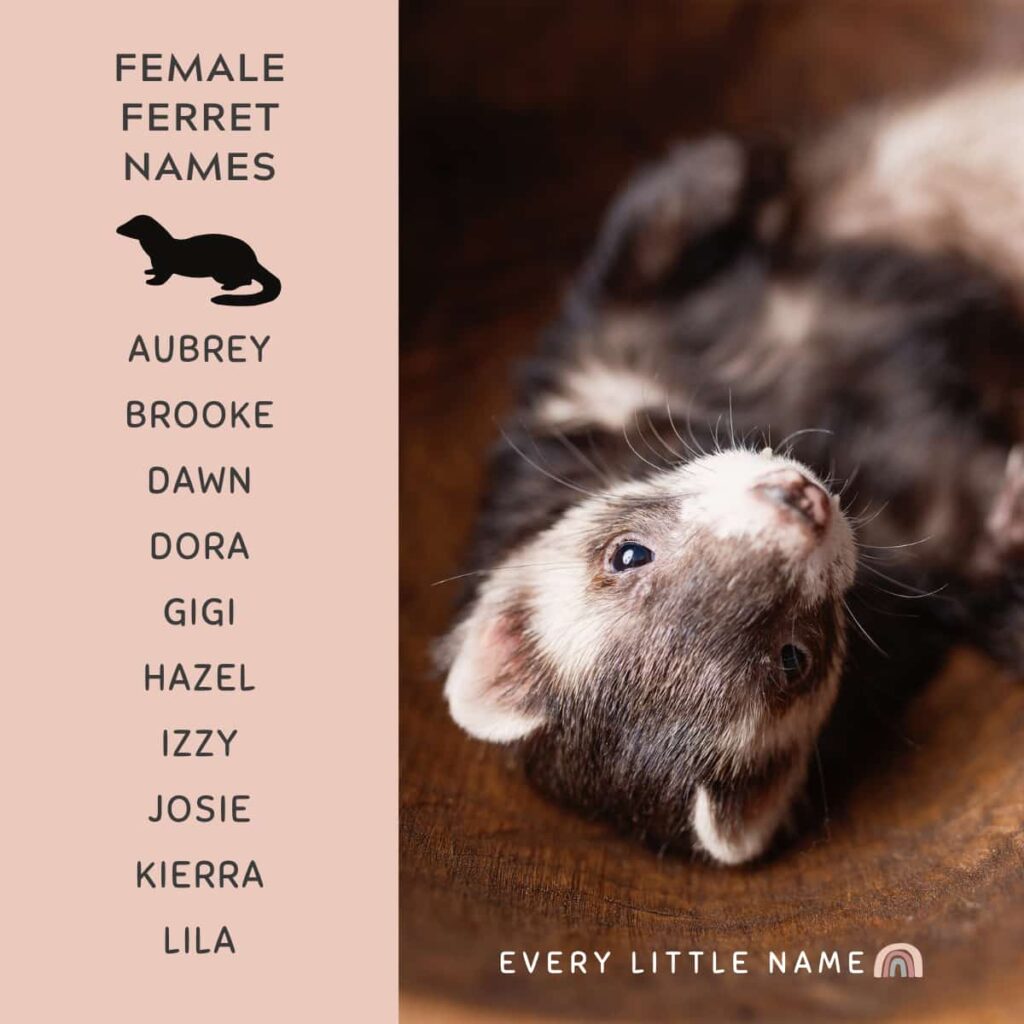 280 Best Ferret Names (Cute, Cool, and Unique) Every Little Name