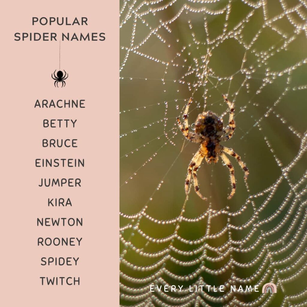 280+ Best Spider Names (Cool, Funny, and Cute) Every Little Name