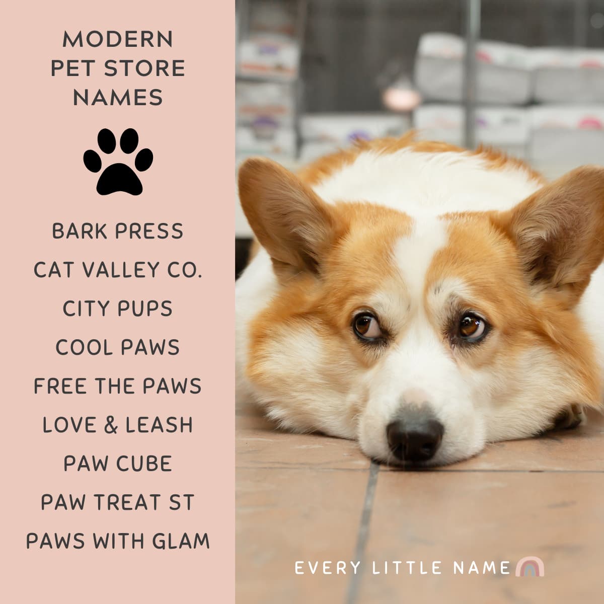 150 Best Pet Store Names Cute Creative and Purr fect Every