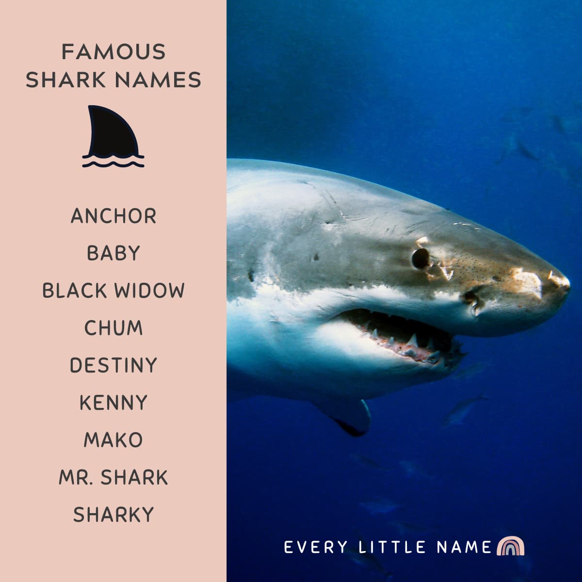 320+ Best Shark Names (Cool, Funny, and Adorable) - Every Little Name