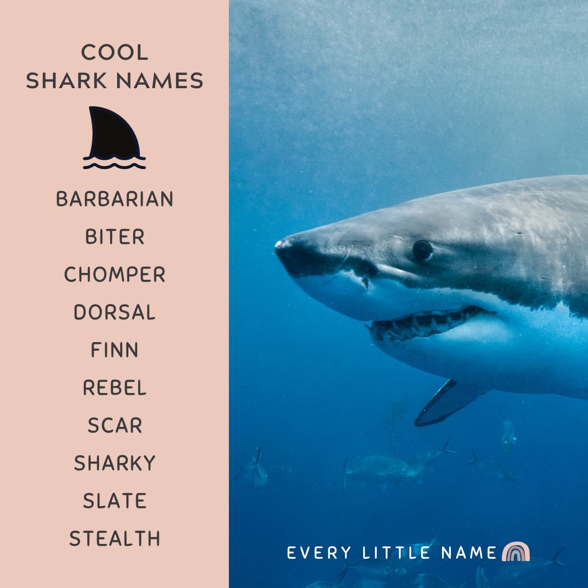 320-best-shark-names-cool-funny-and-adorable-every-little-name