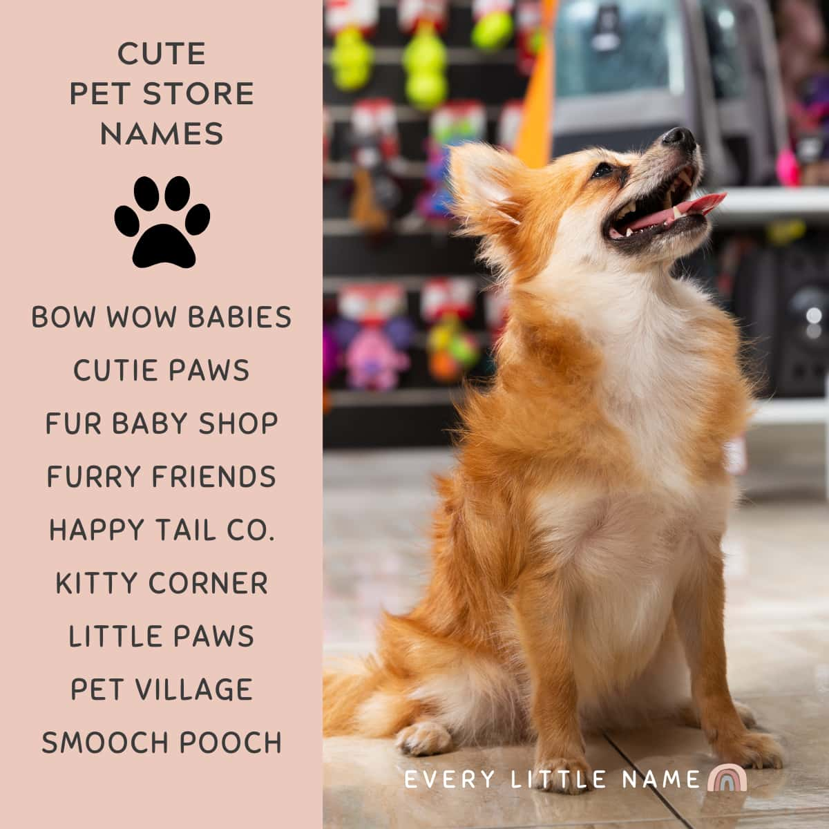 Puppy standing in pet store.