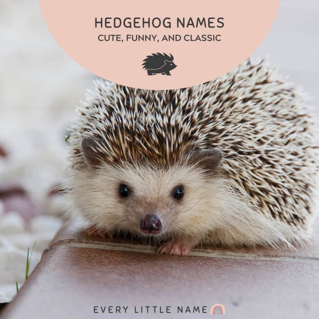 Close-up of cute hedgehog.