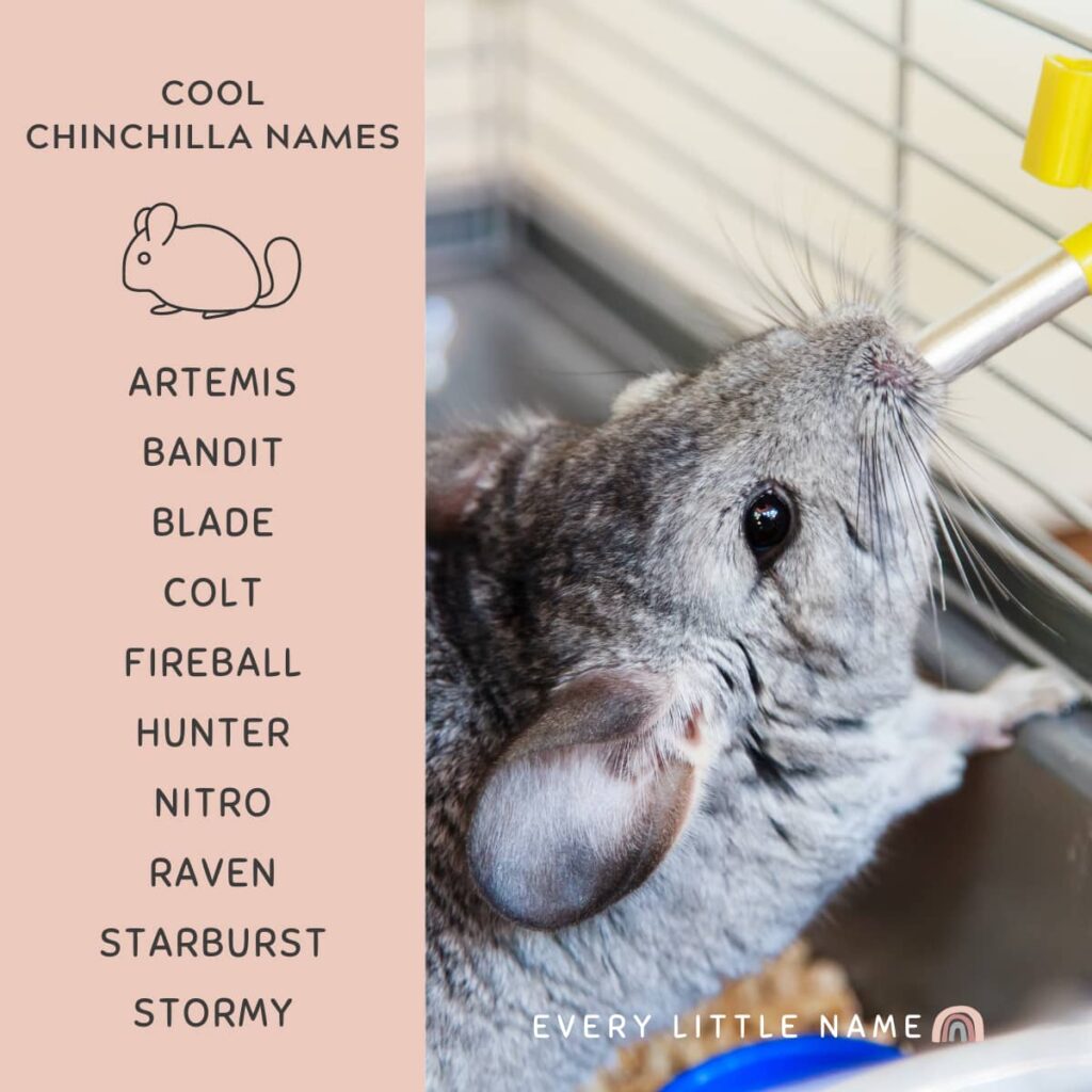 250+ Best Chinchilla Names (Cute, Funny, and Unique) Every Little Name