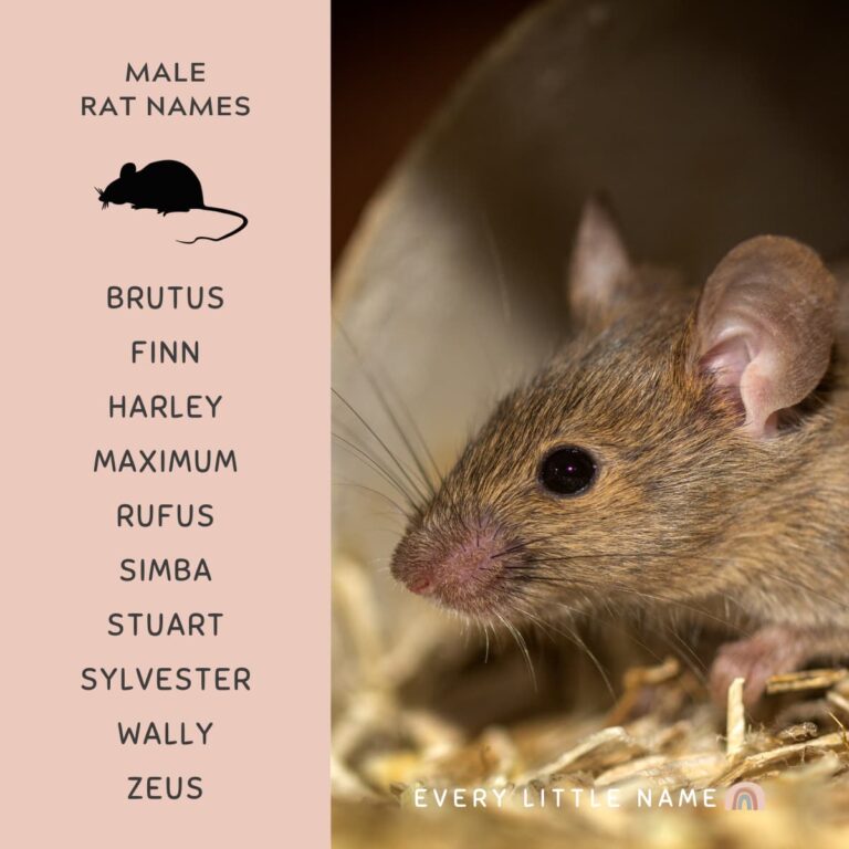220+ Best Rat Names (Cool, Cute, and Funny) Every Little Name