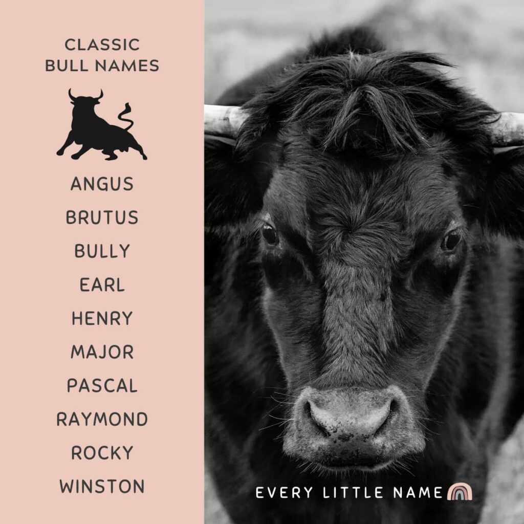 130-best-bull-names-strong-funny-and-classic-every-little-name