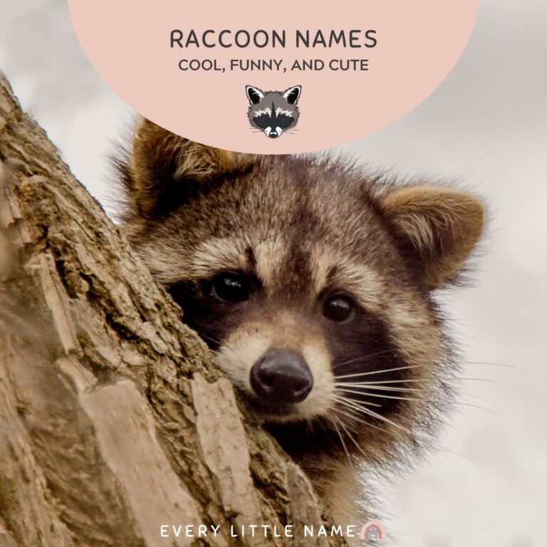 160+ Best Raccoon Names (Cool, Funny, and Cute) Every Little Name