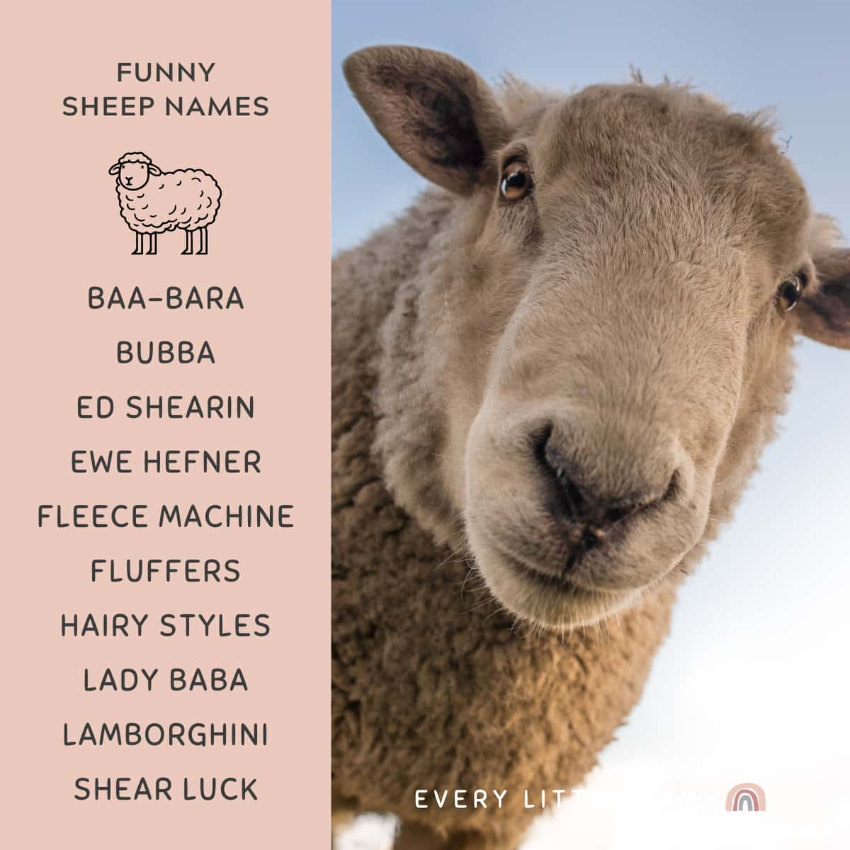 180+ Best Sheep Names (Cute, Funny, and Creative) - Every Little Name