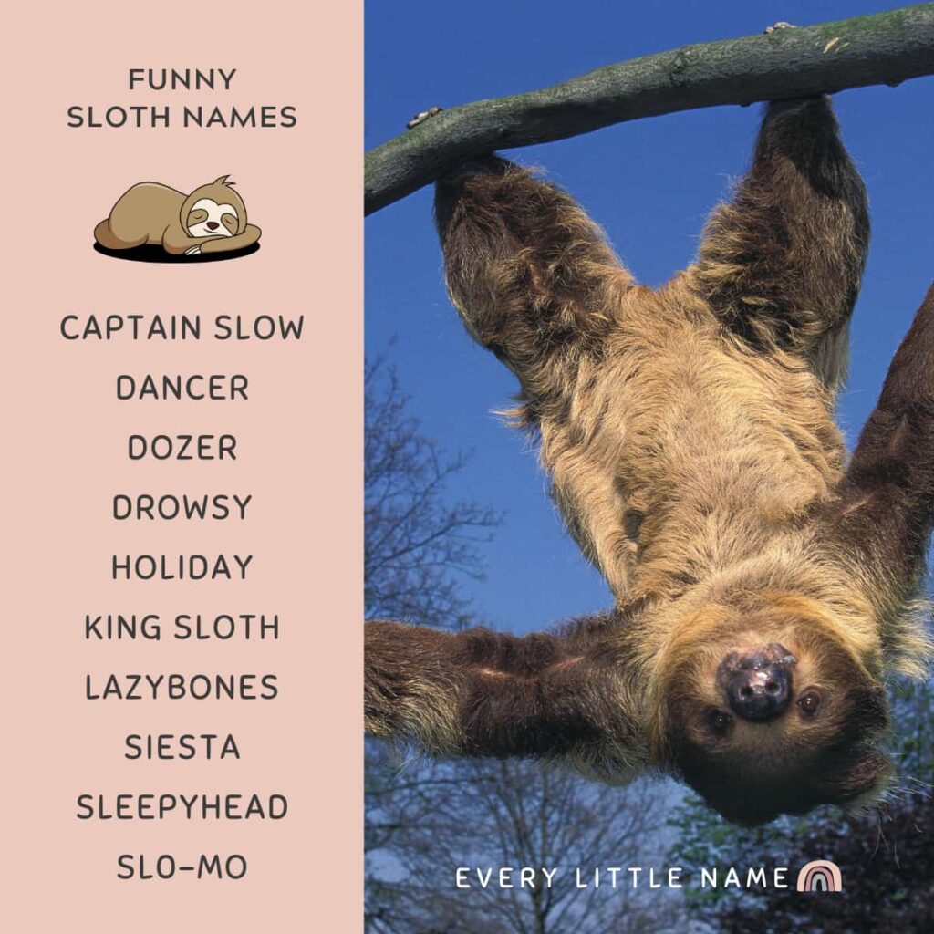 200+ Best Sloth Names (Cute, Funny, and Cool) - Every Little Name