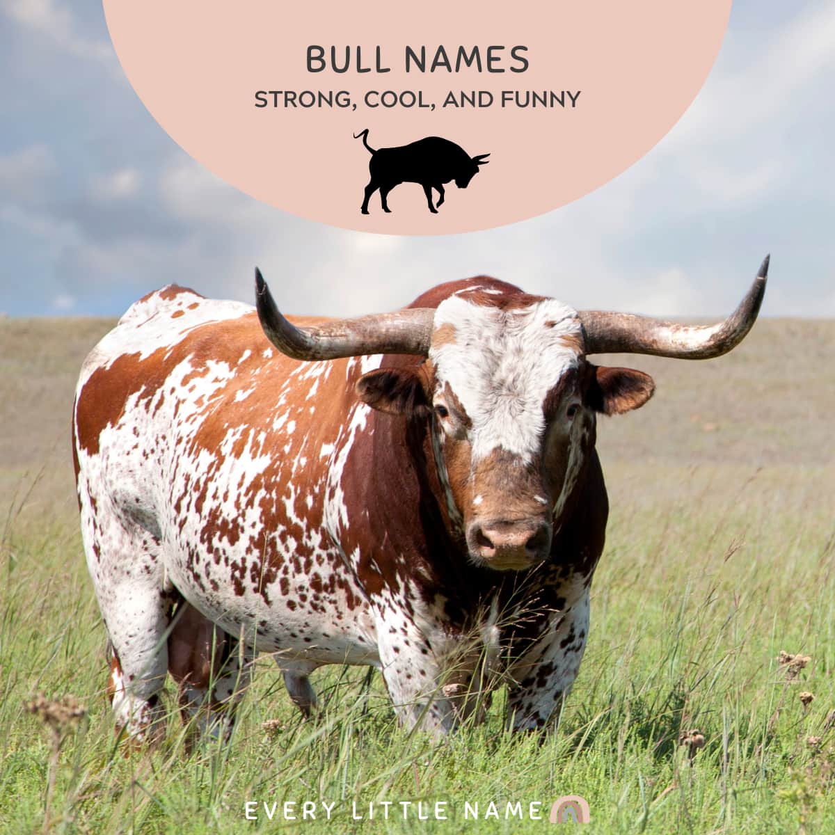 Texas honghorn bull in fields.