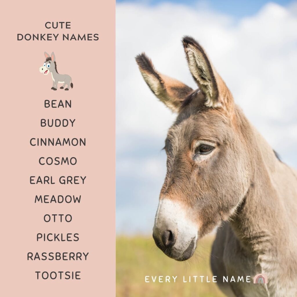 170+ Best Donkey Names (Cute, Funny, and Creative) - Every Little Name