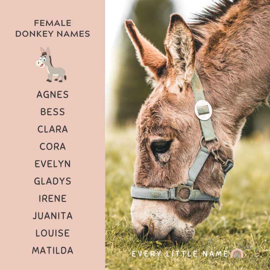 170+ Best Donkey Names (Cute, Funny, and Creative) Every Little Name