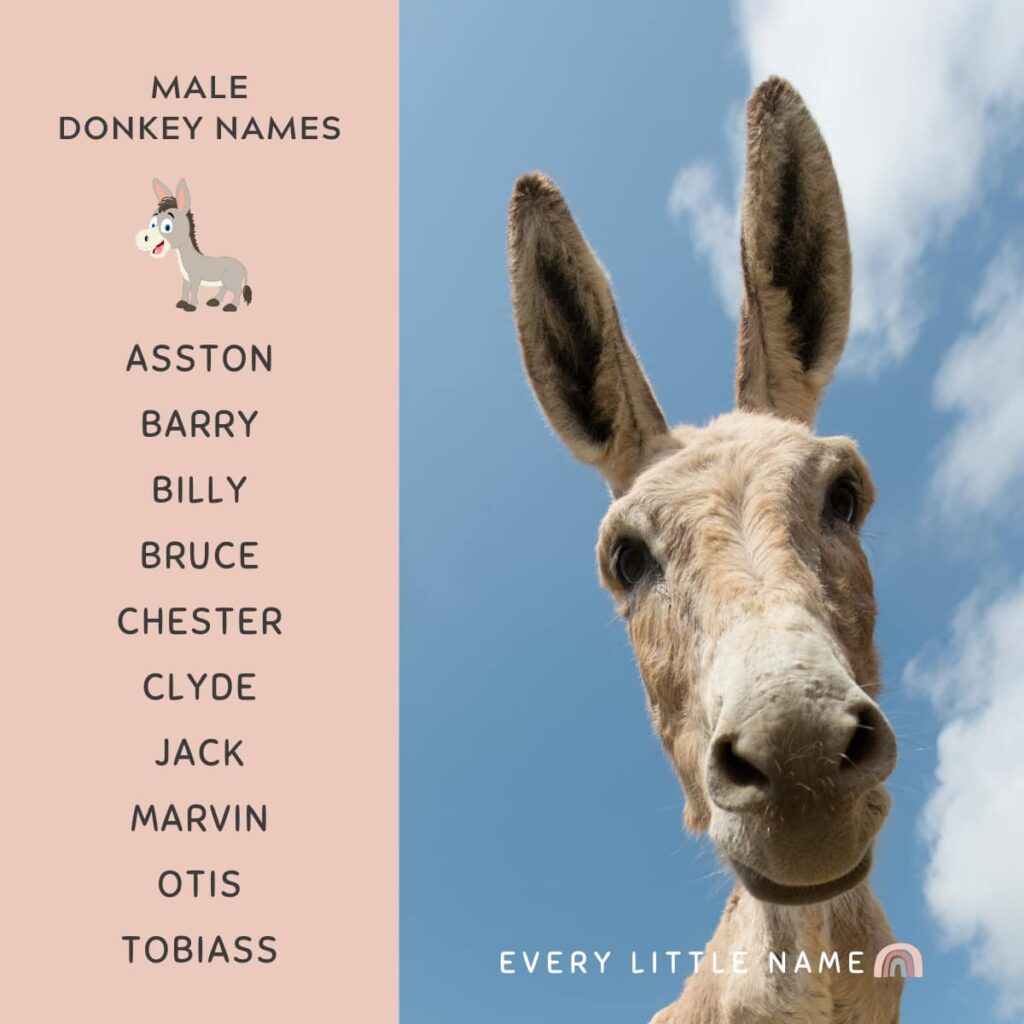 170+ Best Donkey Names (Cute, Funny, and Creative) - Every Little Name