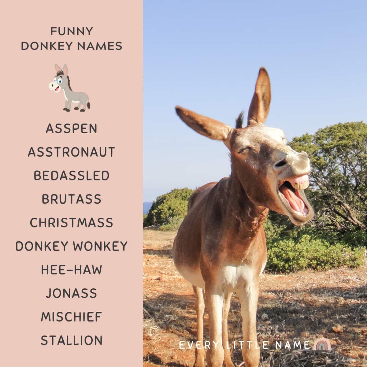 Donkey laughing and a list of funny donkey names.