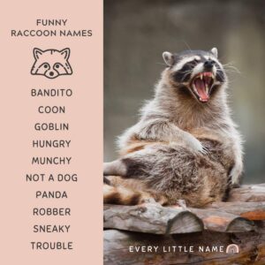 160+ Best Raccoon Names (Cool, Funny, and Cute) - Every Little Name