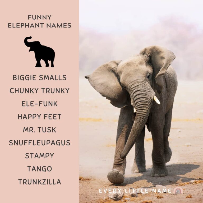 180+ Best Elephant Names (Cute, Funny, and Creative) Every Little Name