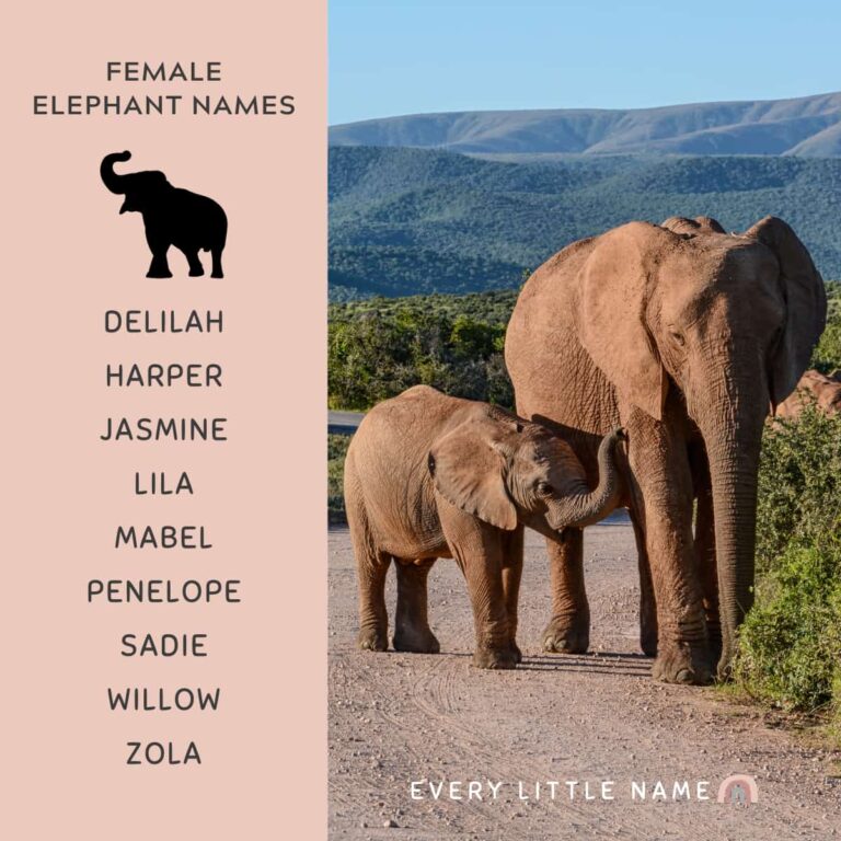 180+ Best Elephant Names (Cute, Funny, and Creative) Every Little Name