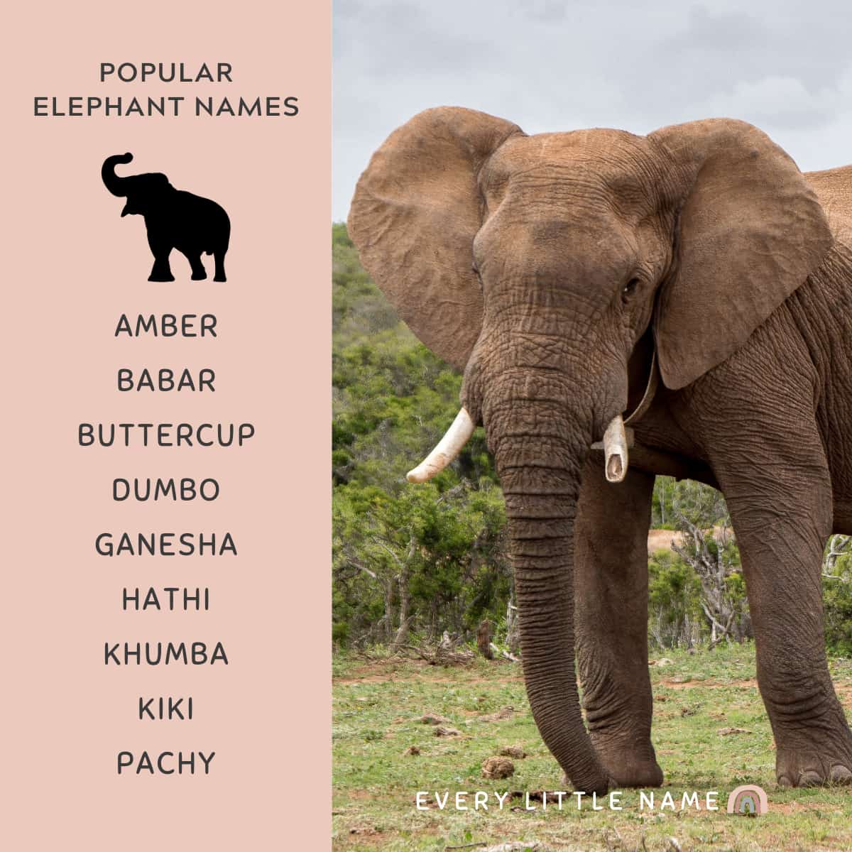Wild elephant in the safari and popular elephant names.